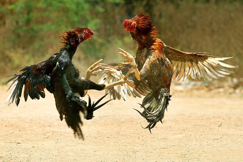 cock fight