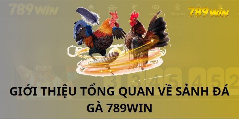 Đá gà trực tiếp C4 là trò chơi như thế nào?